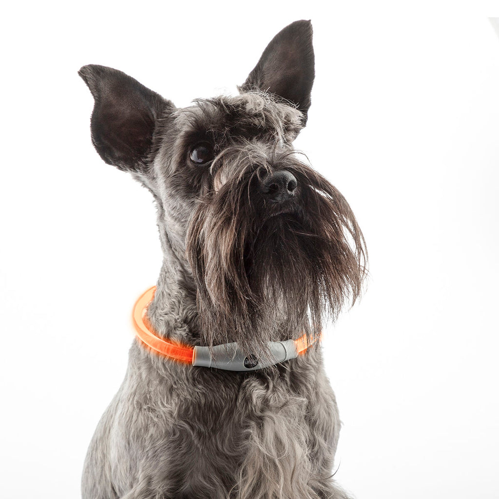 LED-Halsband für Haustiere Petlux InnovaGoods